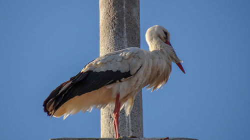 Low angle view of bird perching on wooden post