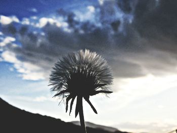 Low angle view of flower against sky