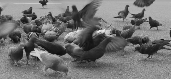 Flock of birds perching on wood