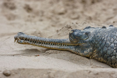 Close-up of gharial on sand