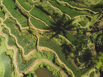 Scenic view of agricultural field