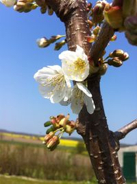 Close-up of white flowers blooming in park