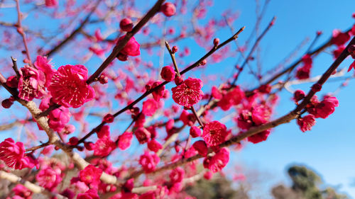 Red flower