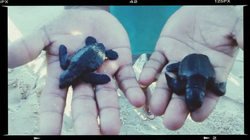 Close-up of hands holding hands