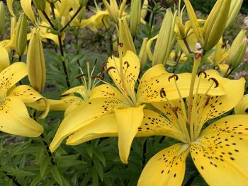 Close-up of yellow flowering plant