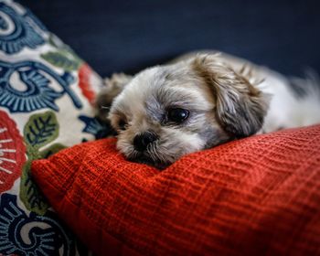 Portrait of puppy relaxing on sofa