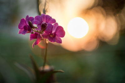 Close-up of purple flowering plant against sky during sunset