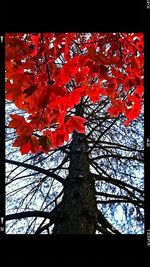 Low angle view of trees