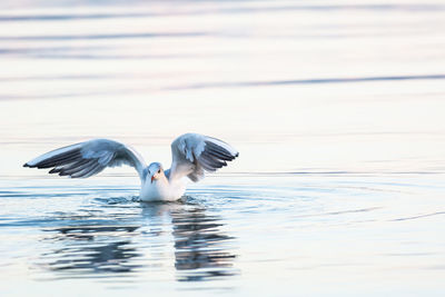 Bird flying over lake