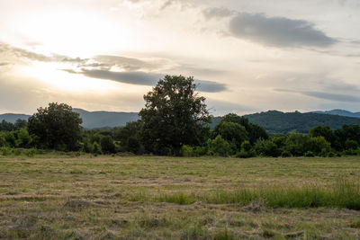 Trees on field against sky