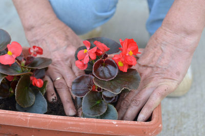 Close-up of hand holding flower pot