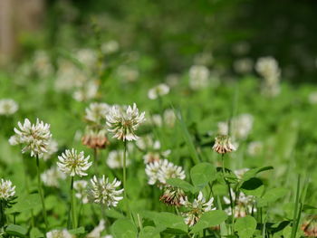 Close-up of white flowers blooming in field