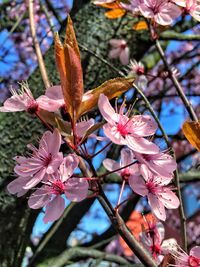 Close-up of pink flowers