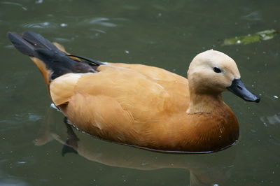 Close-up of duck swimming in lake