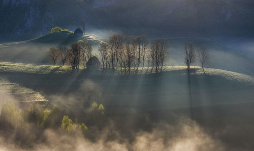 High angle view of trees growing on mountain