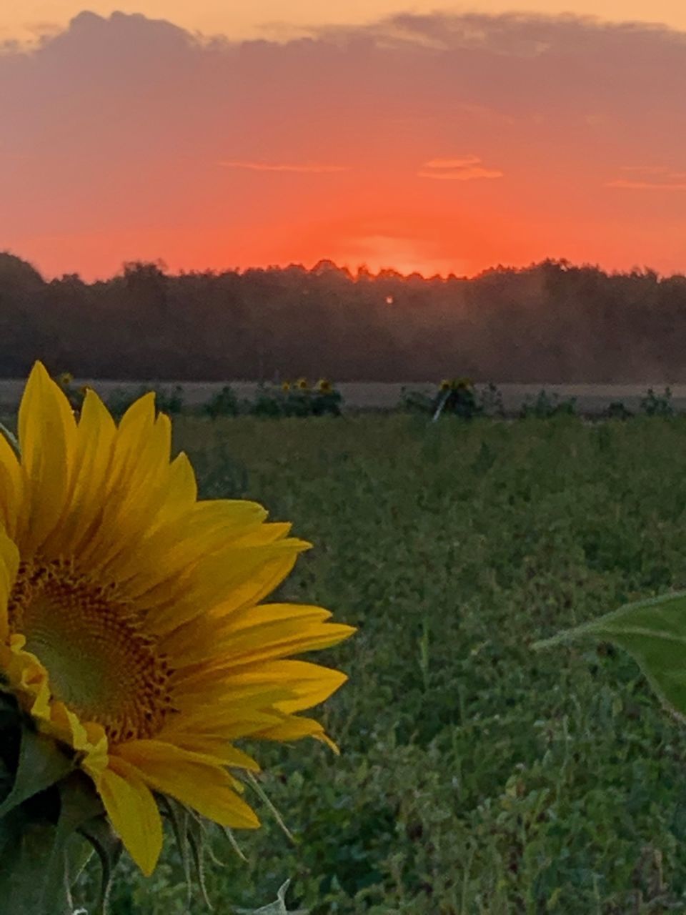 CLOSE-UP OF SUNFLOWER FIELD DURING SUNSET