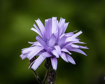 Close-up of purple flower