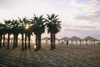 Palm trees against sky