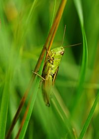 Close-up of insect on blade of grass