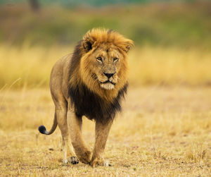 Lioness running on field