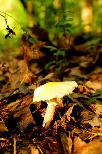 Close-up of mushroom growing in forest