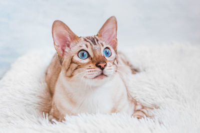 Portrait of young bengal cat with beautiful blue eyes on white soft plaid.