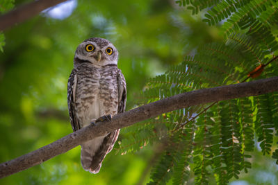 Close-up of owl perching on tree