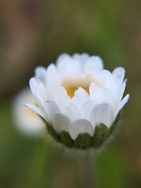 Close-up of white rose flower