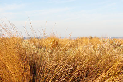 View of stalks in field against sky