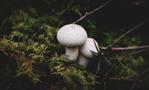 Close-up of mushrooms growing on field