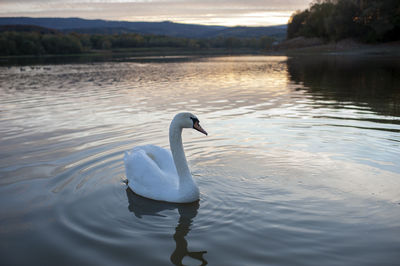 Beautiful white swan on sunset background