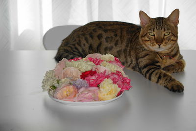 Cat and roses