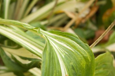 Close-up of green leaves