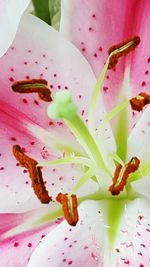 Close-up of pink flowers