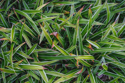 High angle view of bamboo plants on field