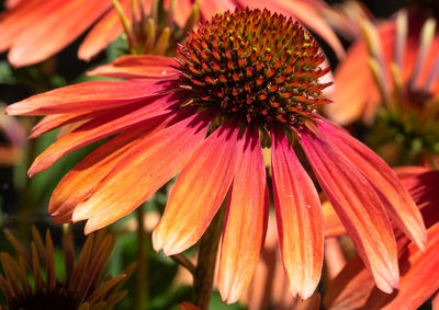Close-up of red flower, coneflower, blossoms of summer