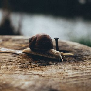 Close-up of snail on wood