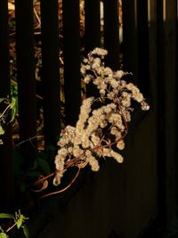 Close-up of flowers on tree at night