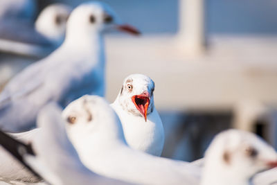 Close-up of swans