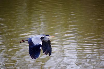 Heron flying over lake