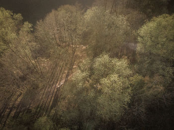 Aerial view of forest