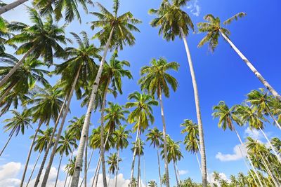 Low angle view of palm trees against blue sky