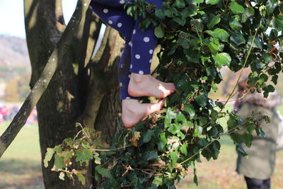 Midsection of woman with fruits growing on tree