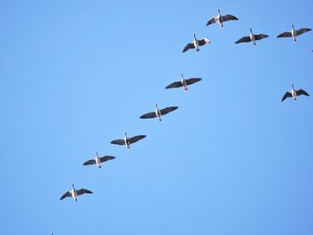 Low angle view of birds flying in sky