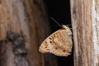 Close-up of butterfly on wood