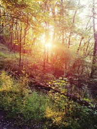 Trees growing in forest against bright sun