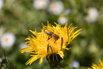 Bee on yellow flower