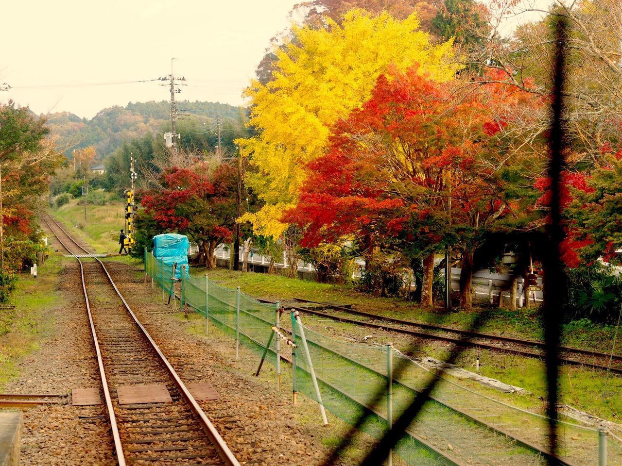 tree, railroad track, transportation, rail transportation, nature, growth, outdoors, sky, day, no people, beauty in nature