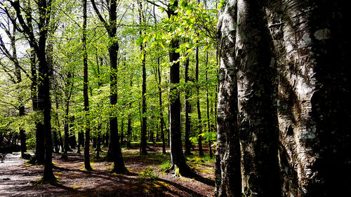 Trees in forest