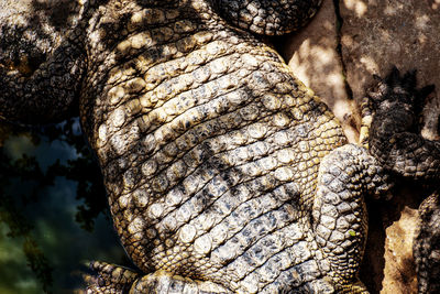 Close-up of lizard